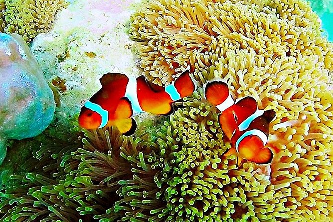 Bintan Snorkeling Tour - From Lagoi to Trikora Beach