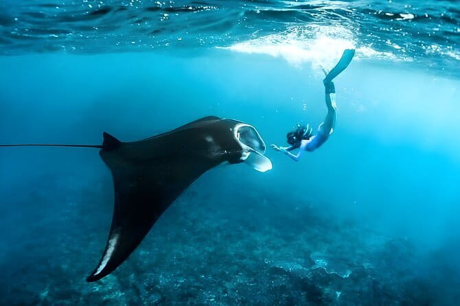 Blue Lagoon Snorkeling with Lunch and Private Transport - What you may see underwater