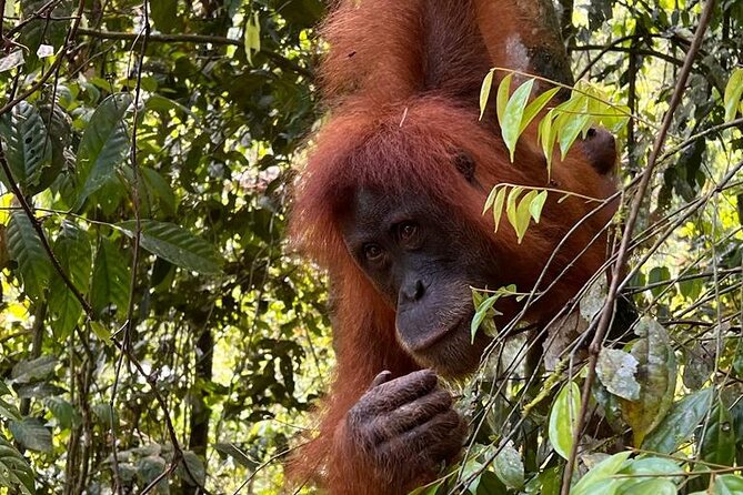 Bukit lawang 2 Day 1 Night with camping - Key points to know before you book