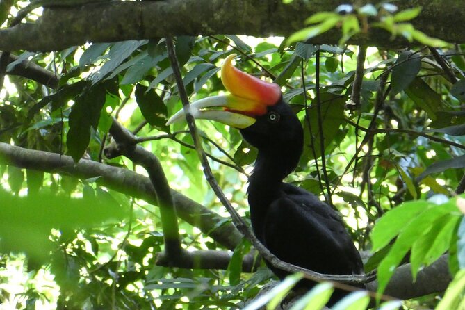 Bukit lawang 2 Day 1 Night with camping - Five to six hours among orangutans and forest wildlife