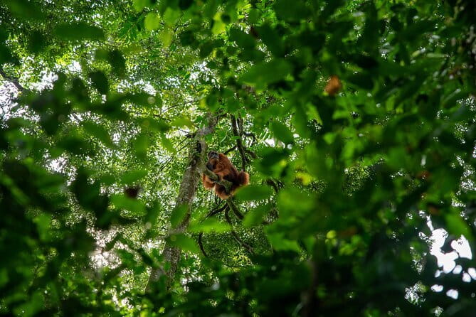 Bukit Lawang Berastagi 4 Days 3 Nights Volcano & Jungle Trekking - Mount Sibayak at 4:30 AM