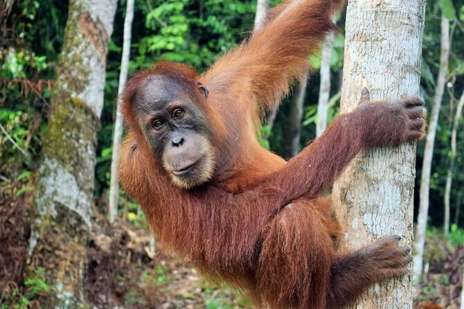 Bukit Lawang Berastagi 4 Days 3 Nights Volcano & Jungle Trekking - What the $415.50 price really covers