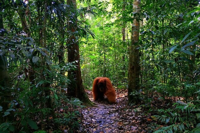 Bukit Lawang Berastagi 4 Days 3 Nights Volcano & Jungle Trekking - Six hours in Gunung Leuser National Park