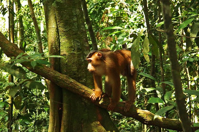 Bukit Lawang Full Day Jungle Trek - Five to six hours among the trees