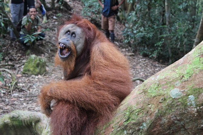 Bukit Lawang Full Day Jungle Trek - What the $72.48 price covers