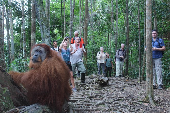 Bukit Lawang Full Day Jungle Trek - Who will enjoy this trek most