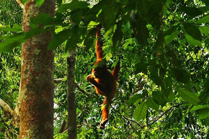Bukit Lawang Full Day Jungle Trek - Lunch in the middle of the hike
