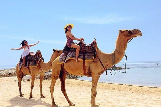 Camel Safari 30 minutes In White Sand Beach - The important 75-kilogram riding rule