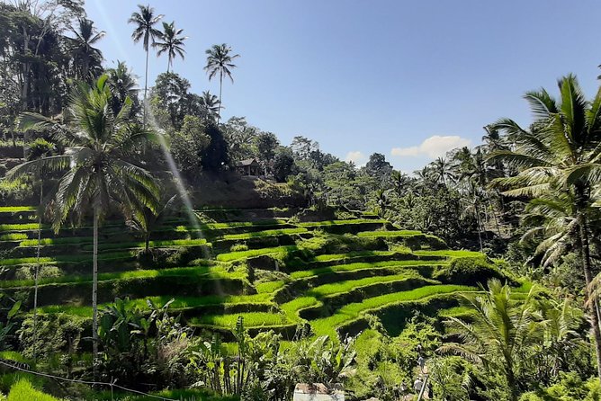Candidasa Private Car with English Speaking Driver - Tegalalang Rice Terrace and the choice of a swing