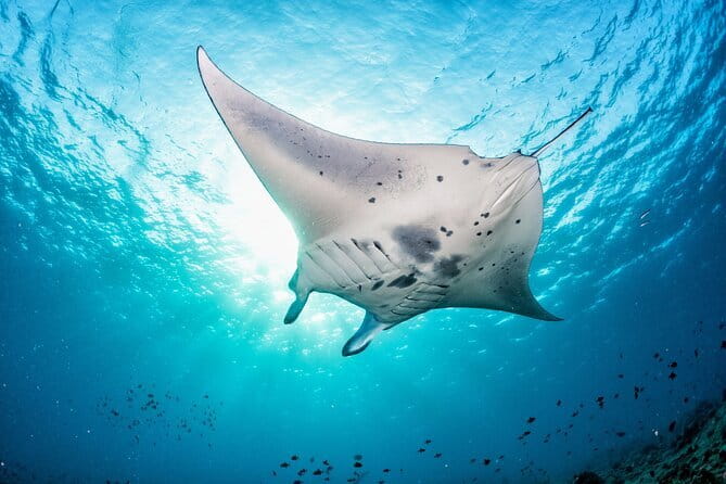 Celukan Bawang Day Tour (all-inclusive with optional option) - Who will get the most from this private tour