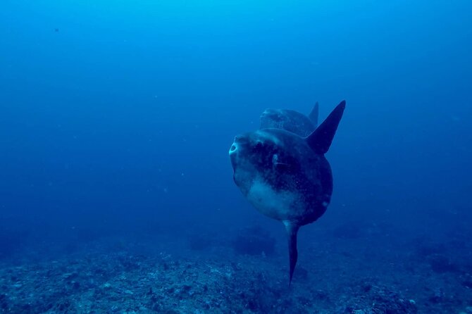 Certified Scuba Dive with Manta Rays (Open Water Diver minimum) - Why manta rays make this Nusa Penida trip special