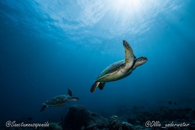 Certified Scuba Dive with Manta Rays (Open Water Diver minimum) - A small boat group with unusually close supervision