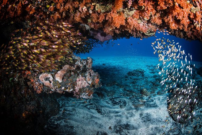 Day Trip certified divers - 3 Dives in Tulamben (pick-up & drop-off included) - Sessions two and three: Coral Gardens and Tulamben Drop Off