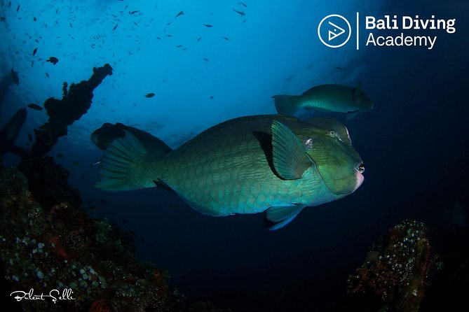 Day Trip Snorkeling in Tulamben - Explore Liberty Wreck (pick up in South Bali) - Why the USAT Liberty works so well for snorkelers