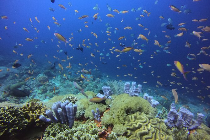 Day Trip snorkeling Nusa Penida - Manta 3 sites (from south bali) - Speedboat transfer from Sanur