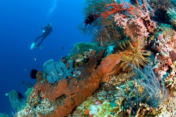 Discover Scuba Diving in Pemuteran at the Biorock site,1 shore dive all included - Why Pemuteran’s Biorock makes a good first underwater session