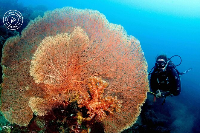 Discover Scuba Diving in Pemuteran at the Biorock site,1 shore dive all included - What the $75 price covers