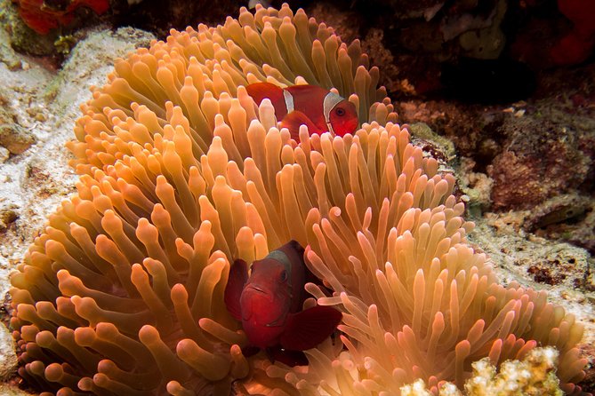 Discover Scuba Diving in Pemuteran - Diving Initiation in Bali (Menjangan Park) - Menjangan National Park and the first underwater session