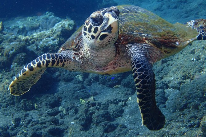 Discover Scuba Diving in Pemuteran - Diving Initiation in Bali (Menjangan Park) - The Menjangan Island break between sessions