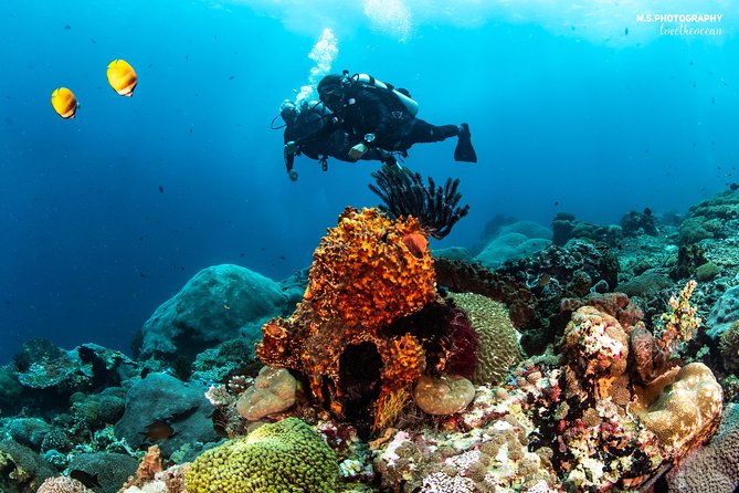 Discover Scuba Diving in Pemuteran - Diving Initiation in Bali (Menjangan Park) - Who will enjoy this Pemuteran activity