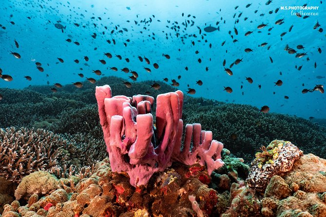 Discover Scuba Diving in Pemuteran - Diving Initiation in Bali (Menjangan Park) - Practical details that can affect your day