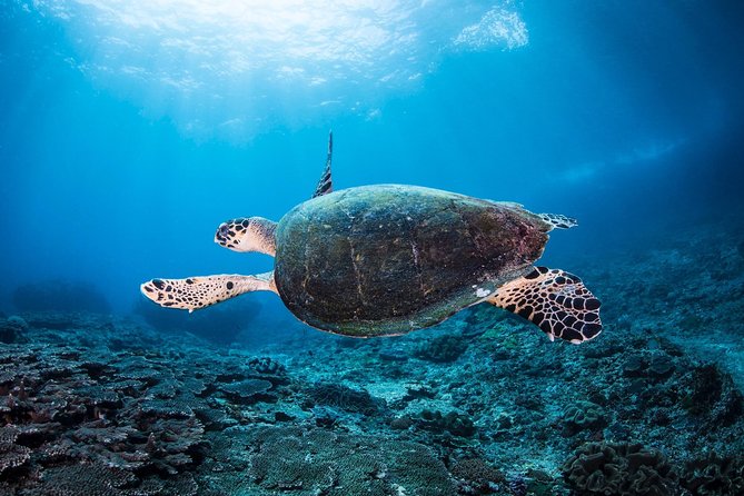Discover Scuba Diving in Tulamben - Diving Initiation in Bali best diving sites - Practical details that make the day easier