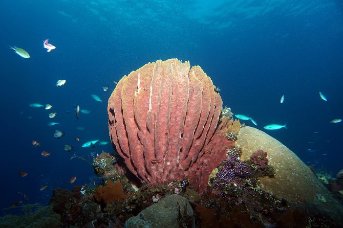 Diving at Tulamben Liberty Shipwreck 2 dives for certified divers - Exploring the USAT Liberty wreck