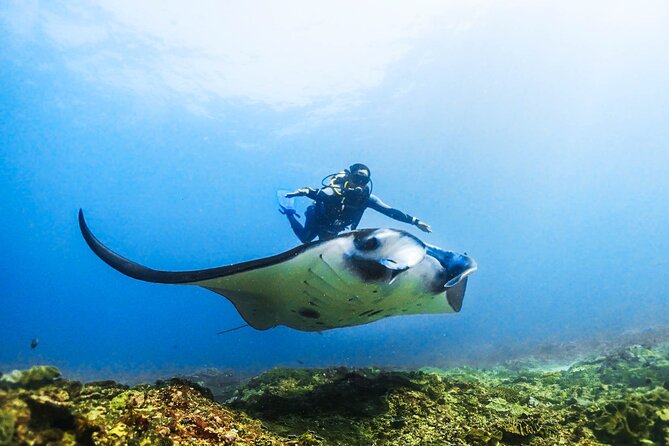 Diving in Nusa Penida - Pool training before the ocean
