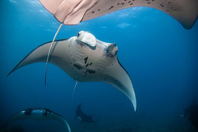 Diving with Manta Ray at Nusa Penida - Getting to the meeting point near Banjar Nyuh Port