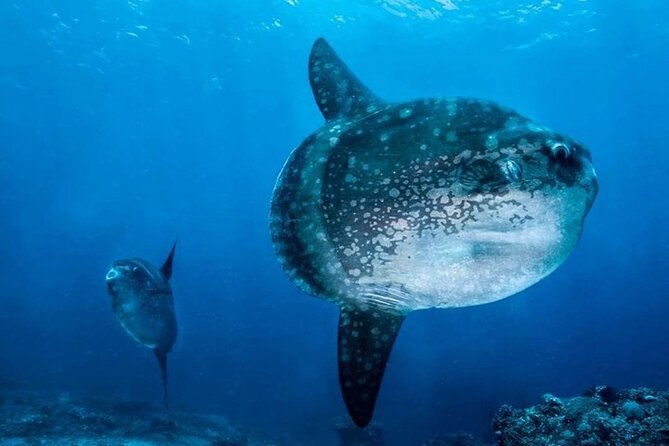 Diving with Manta Ray at Nusa Penida - The guides can make a practical difference
