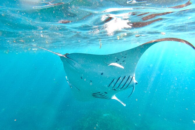 Explore 4 iconic snorkeling spots of Manta Bay in Nusa Penida - What the short timing means for your day