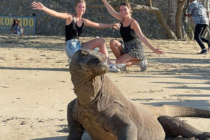 Explore Komodo and Swim with Whale Sharks - Key points to know before you book