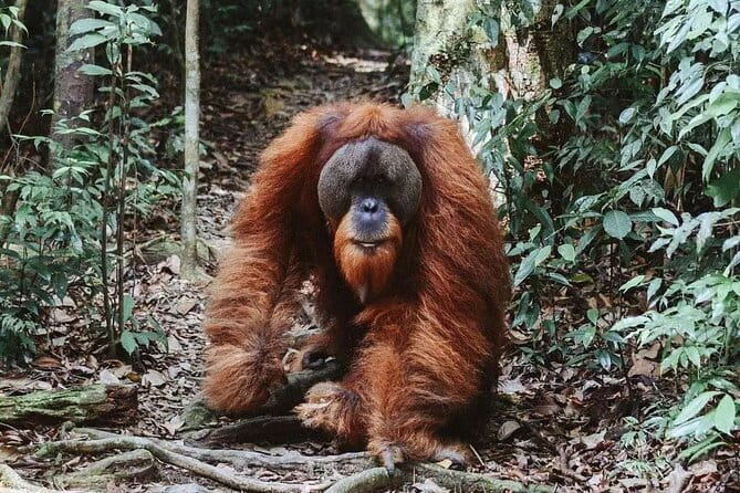 Explore North Sumatra : 7 Days Tour Adventure Package - Day 5: Mount Sibayak, hot springs, and Karo traditions