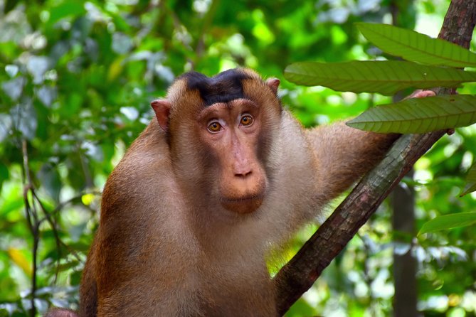 FAMILY JUNGLE TOUR: Orangutan Trek (4-hours hike) by EcoTravel Bukit Lawang - Views over the Bohorok River and Bukit Lawang
