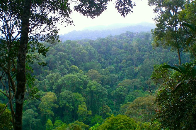 FAMILY JUNGLE TOUR: Orangutan Trek (4-hours hike) by EcoTravel Bukit Lawang - Lunch, fruit, and a useful family pace