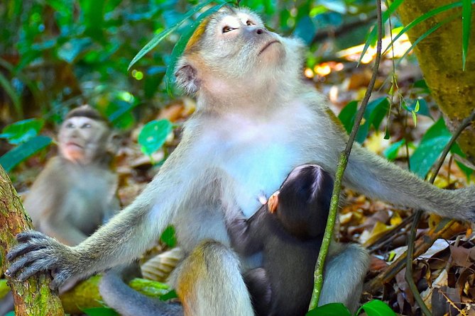 FAMILY JUNGLE TOUR: Orangutan Trek (4-hours hike) by EcoTravel Bukit Lawang - What the price includes, and what it does not