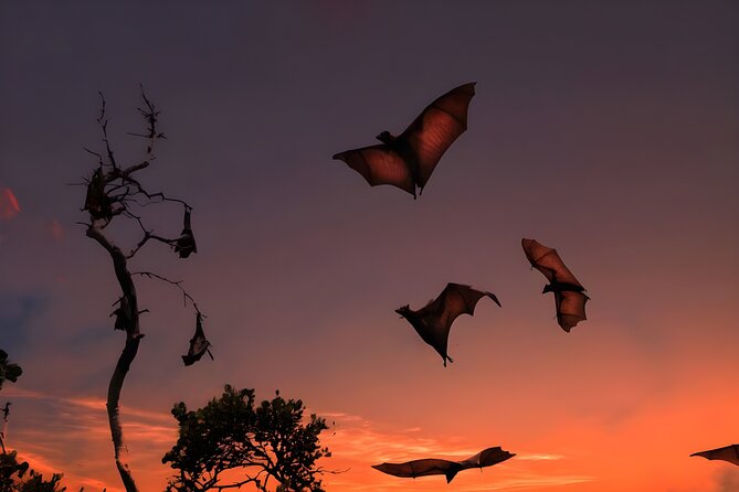 Flying Fox Island Sunset Cruise Private Boat Charter Labuan Bajo - The transfer through Kalong Village