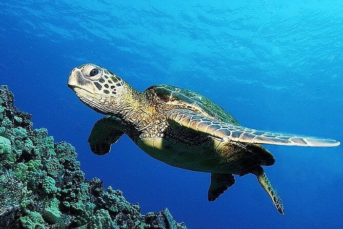 From Gili Trawangan & Gili Air Snorkeling Trip Sharing & Private - Shared boat or private trip?