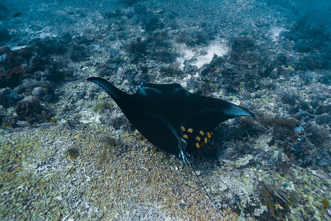 Full-Day Adventure Tour to komodo Island with join Speed Boat tur - Komodo Island is the wildlife stop, not a guaranteed dragon encounter