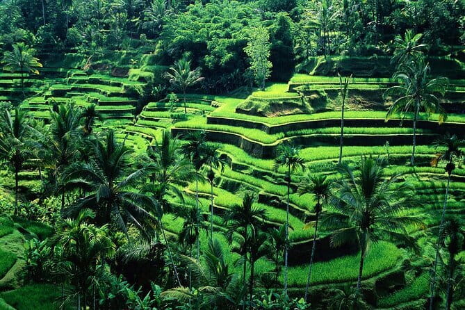 Full Day ATV Ride, Monkey Forest,Tegalalang Rice Terrace - Key points at a glance
