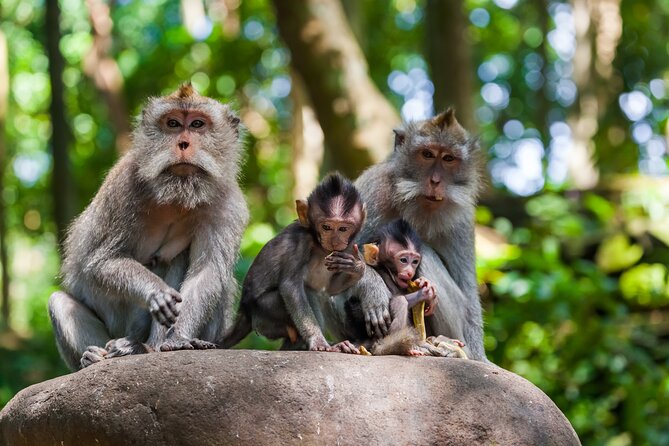 Full Day Best of Ubud Private Tour - Tegenungan Waterfall brings nature to the first half