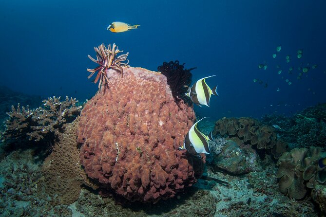 Full-Day Discover Scuba Diving Tour for Beginners in Tulamben - Coral Garden: the first underwater visit