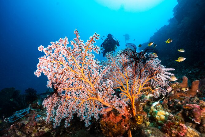 Full-Day Discover Scuba Diving Tour for Beginners in Tulamben - The USS Liberty wreck