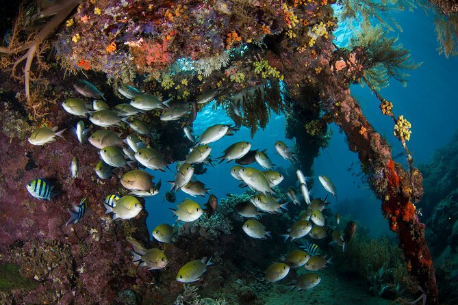 Full-Day Discover Scuba Diving Tour for Beginners in Tulamben - What the price includes at $154.95