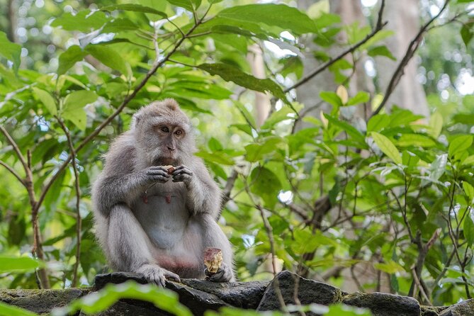 Full-Day Highlights and Best of Ubud Village - Saraswati Temple and Ubud’s refined finish