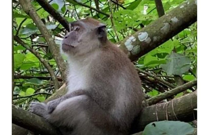 Full-Day Orangutans Adventure in Gunung Leuser - Orangutans without a zoo fence