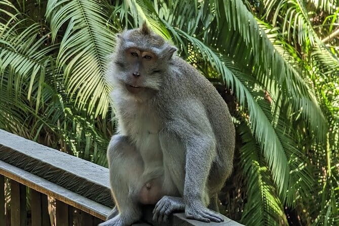 Full Day Private Tour to Ubud Waterfall and Uluwatu Sunset - A big Bali day from Seminyak to the southern cliffs