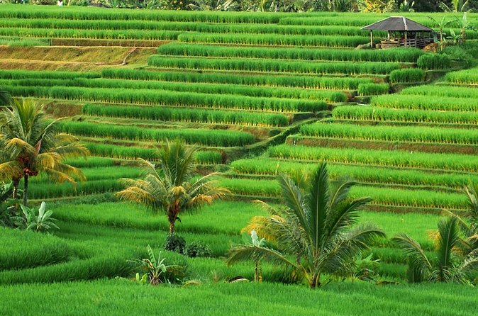 Full Day Private Water Temples Tour in Bali - Tanah Lot and the final coastal view