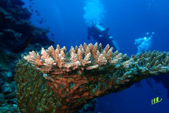 Full-Day Scuba Diving Experience of USAT Liberty in Tulamben - Coral Garden for the second session