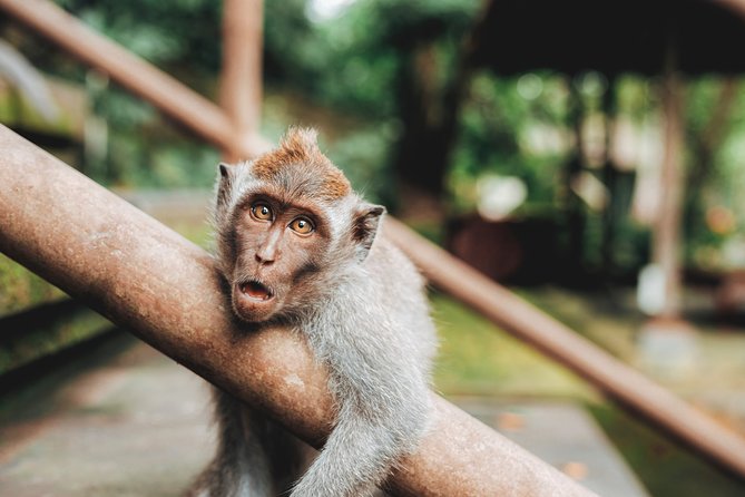 Full day Tour to Best of Ubud with jungle swing - Tegalalang Rice Terrace and the valley swing